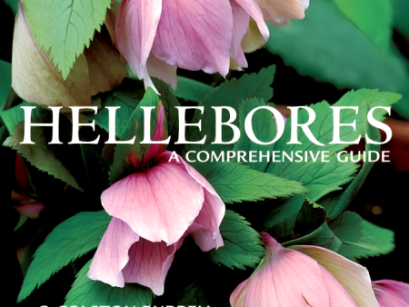 [Bargain corner] Hellebores Supply